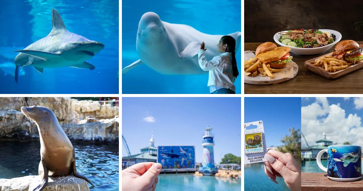 Beluga whales featured during SeaWorld Orlando VIP Zoo Night