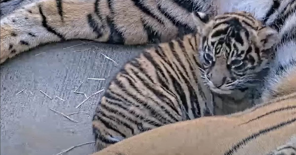 Baby Bakso the Sumatran tiger cub resting at Disney's Animal Kingdom