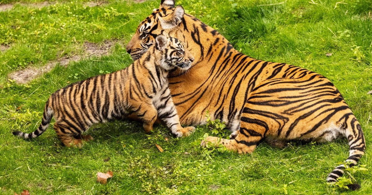 Bakso the tiger standing alongside his mother Sohni on the Maharajah Jungle Trek trail