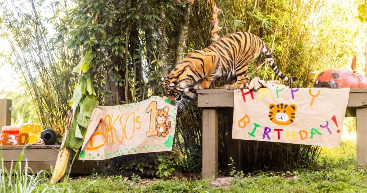 Bakso the Sumatran tiger observing birthday enrichment items at Disney's Animal Kingdom