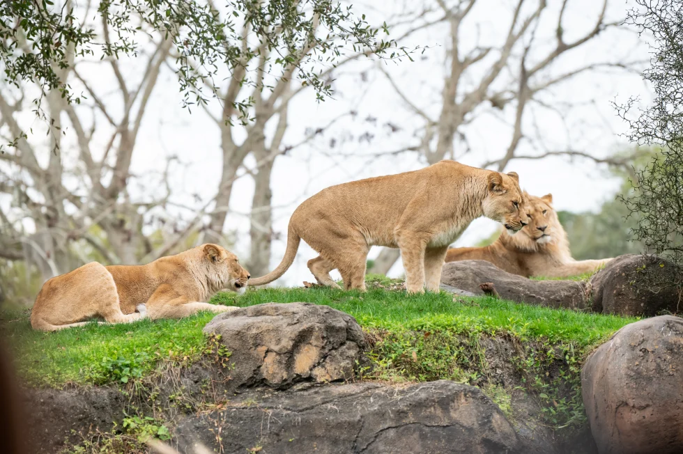 Guests view wildlife from an open-air safari vehicle at Disney's Animal Kingdom
