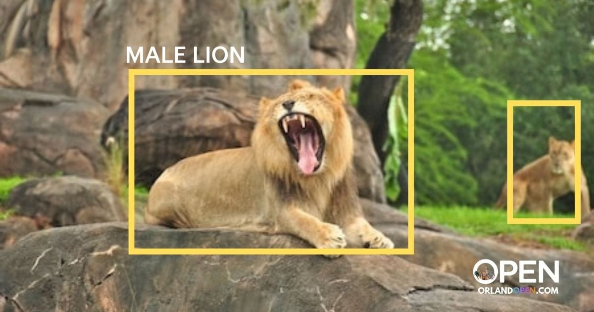 Disney Animal Monitoring Patent: What the New Kilimanjaro Safaris AI Filing Reveals
