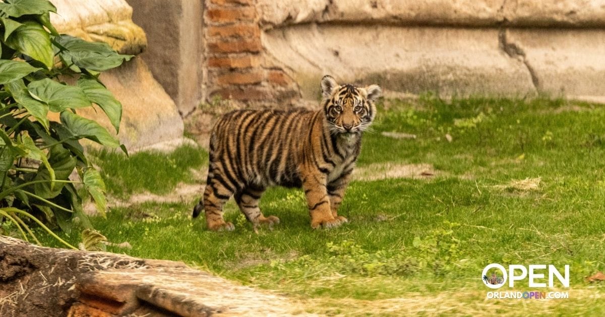 Bakso the Sumatran Tiger Relocation: Animal Kingdom 2026 Facts
