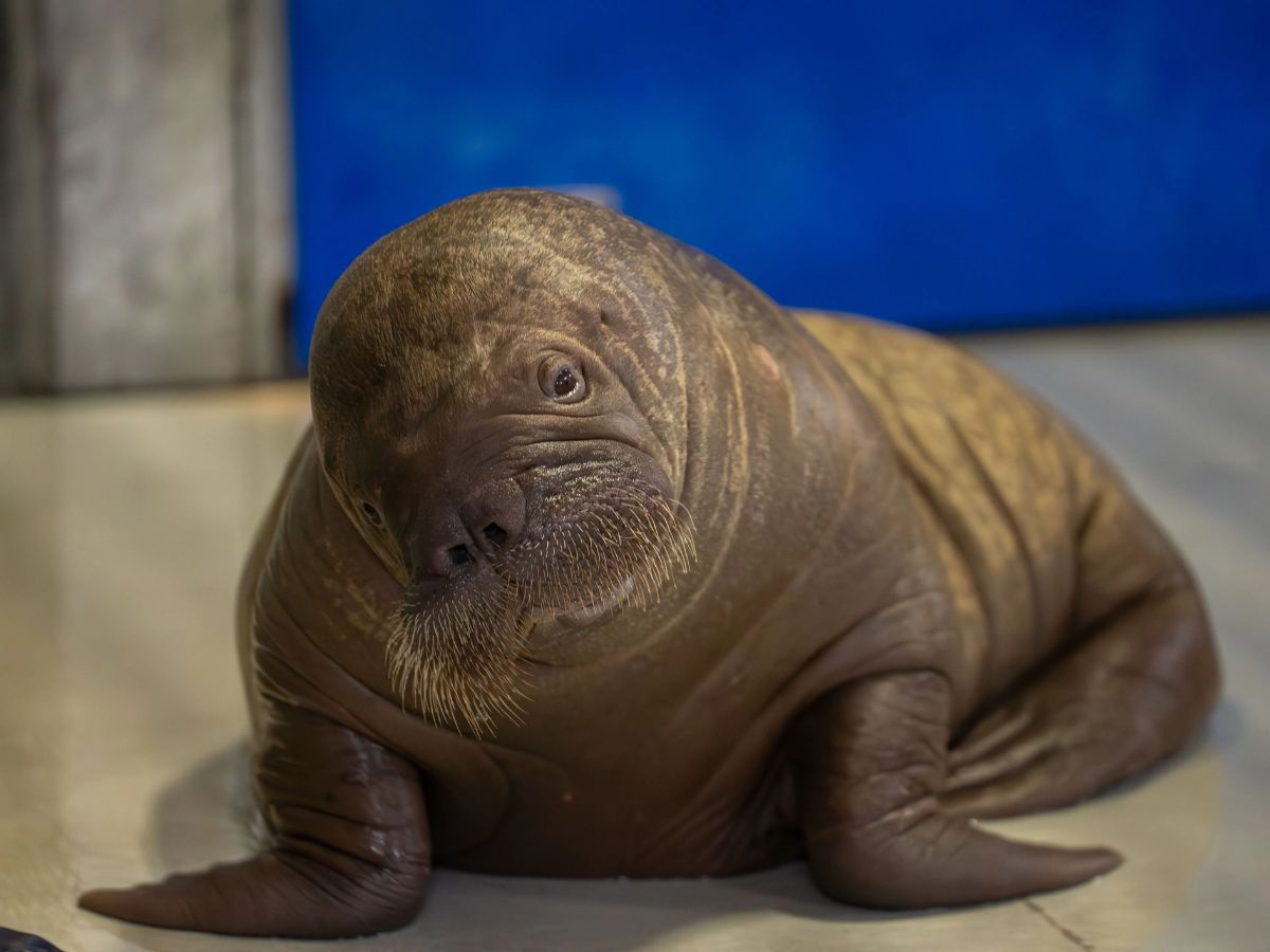 Close up view of the rescued Pacific walrus calf Annautaq looking at the camera