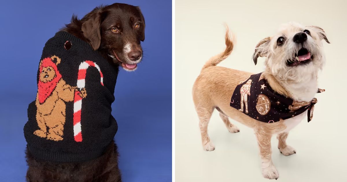 A dog wearing a matching Disney Holiday pet sweater