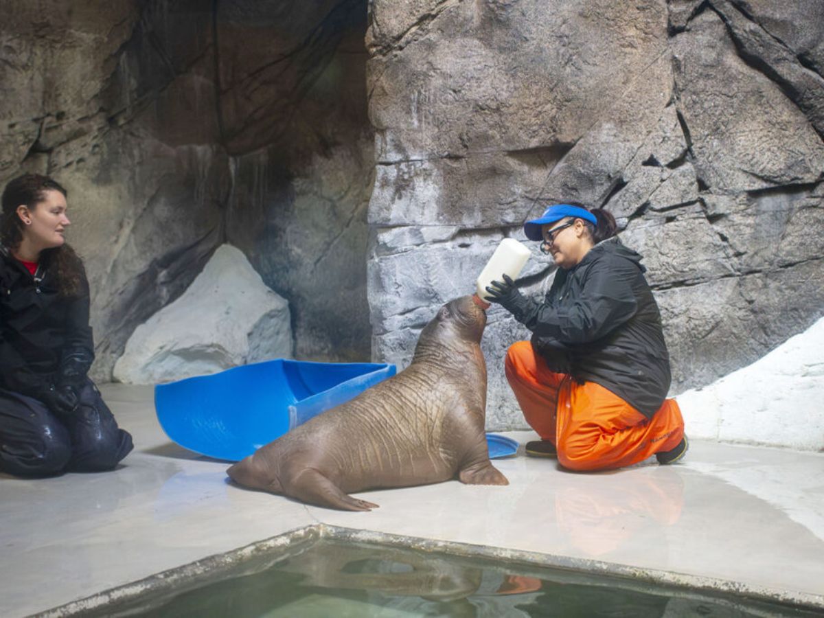 Rescued baby Pacific walrus calf Annautaq resting indoors