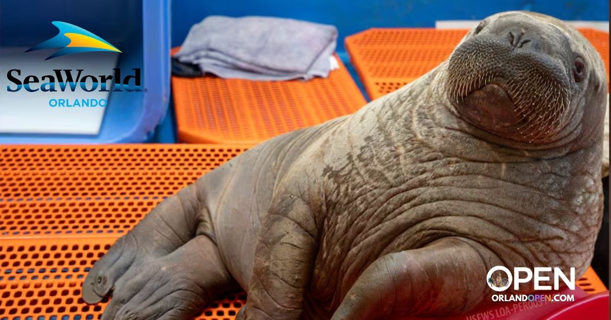 SeaWorld Orlando Animal Rescue | Baby Walrus Finds New Home